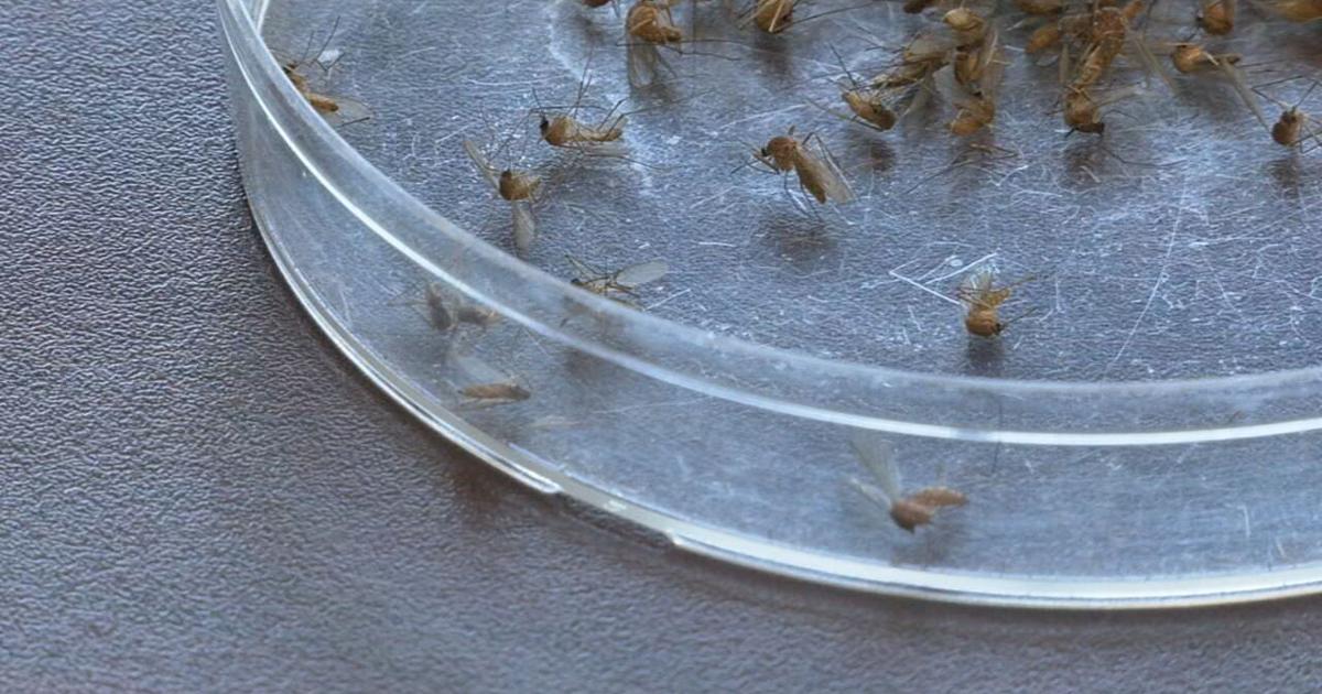 Louisville resident tests positive for West Nile virus - WDRB