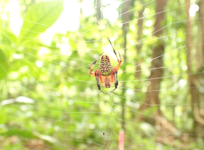 Spider image submitted by Sarah Fortner