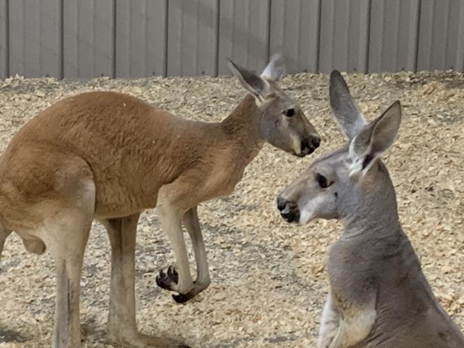 Wilstem Wildlife Park (55).JPG