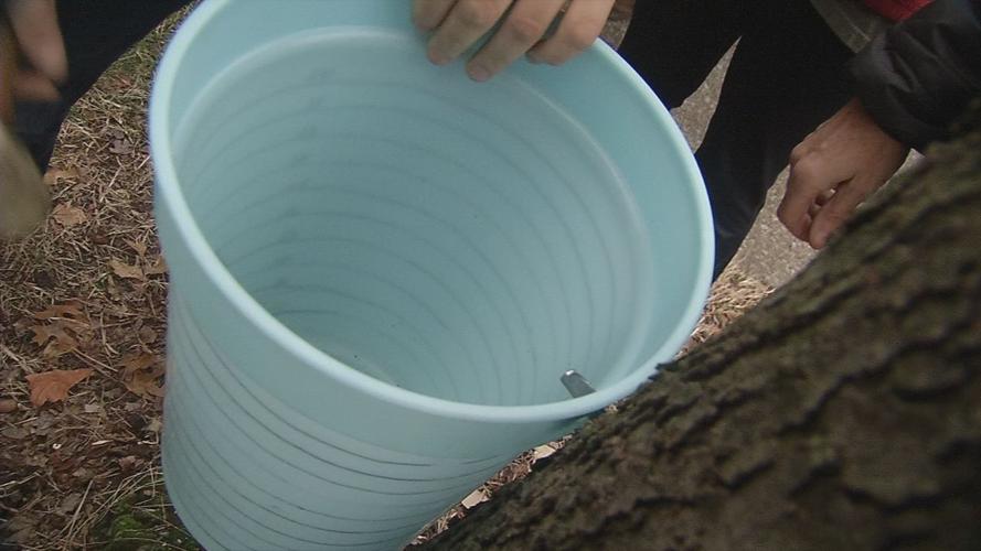 U of L students tap maple trees on campus for syrup