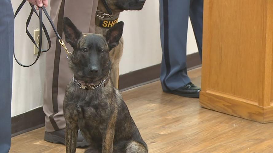 ISP NEW K-9 OFFICERS 4VO.transfer_frame_1690 head shot.jpg