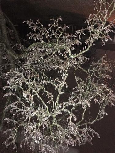 Ice on Dogwood Tree.jpg
