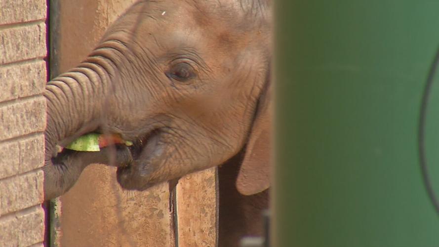 Fitz first birthday.jpeg