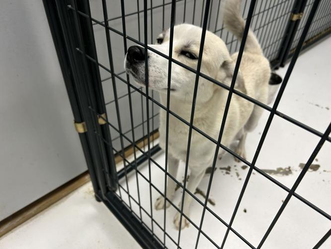 spencer county mama dog 5-1-25