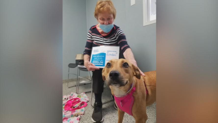 Pet adopted during Kentucky Humane Society's Empty the Shelter event