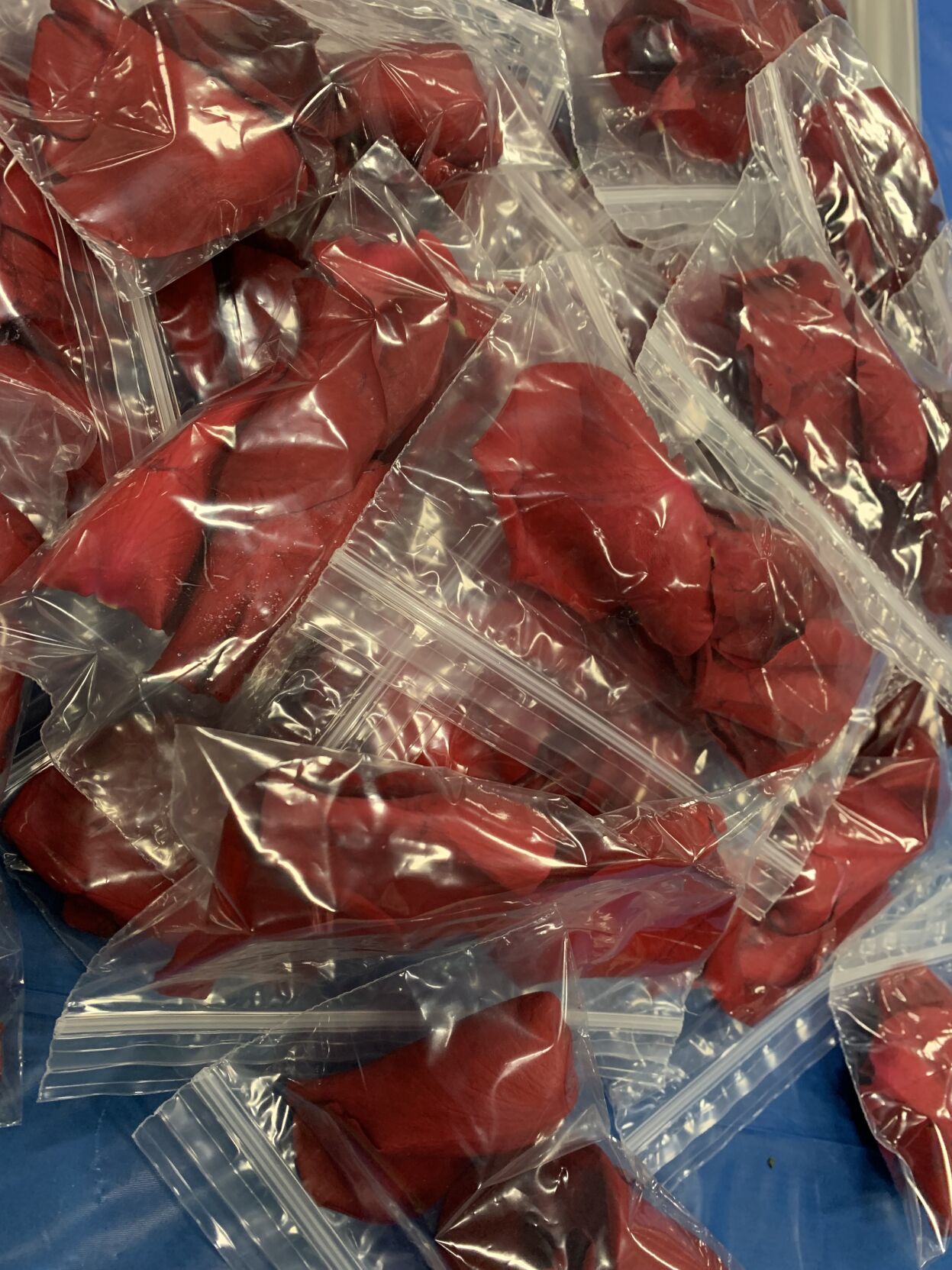 Derby 149 roses 5-3-23