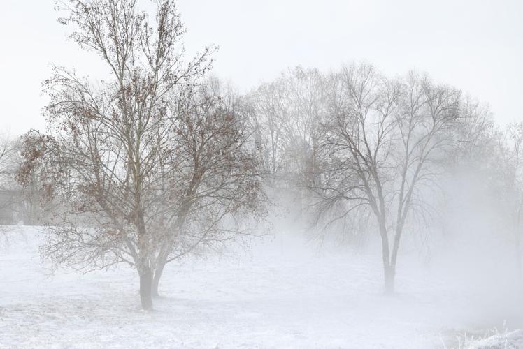 Wind goes through trees.JPG