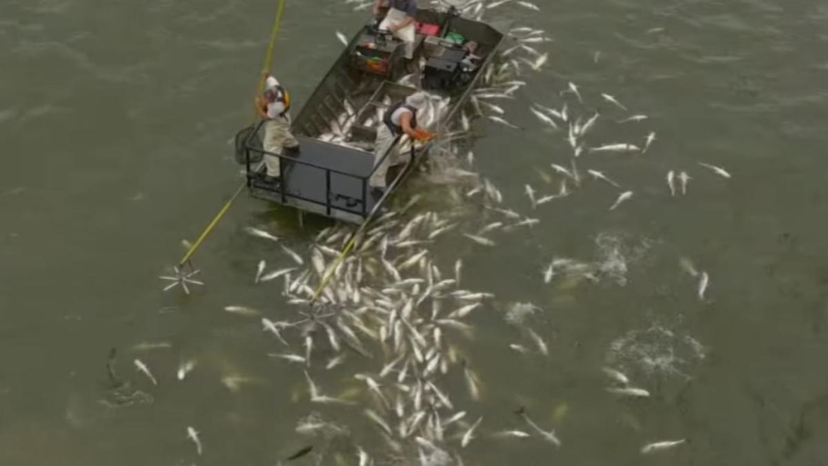 Electrofishing Asian Carp Kentucky Unique Fish Photo In some countries this may not be legally possible; electrofishing asian carp kentucky