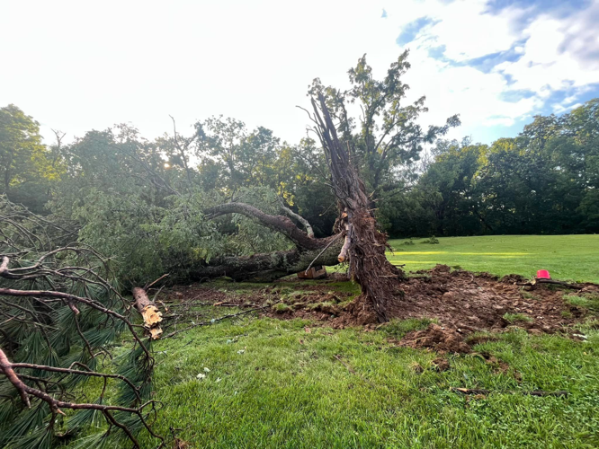 Uprooted tree in Paoli