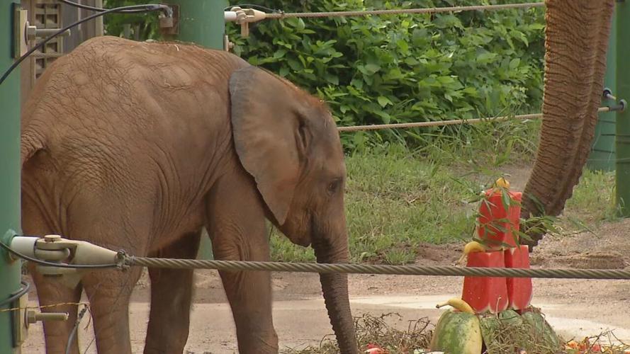 Fitz the elephant first birthday.jpeg