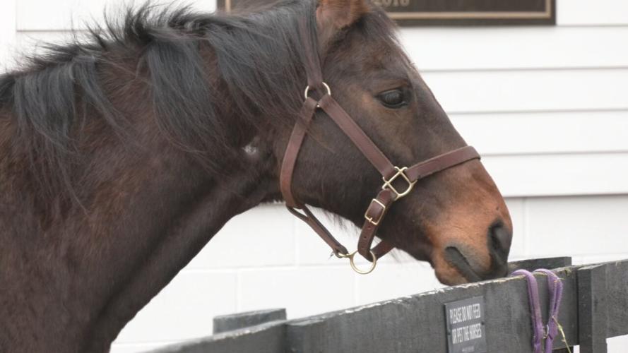Mine That Bird - Kentucky Derby 135 winner