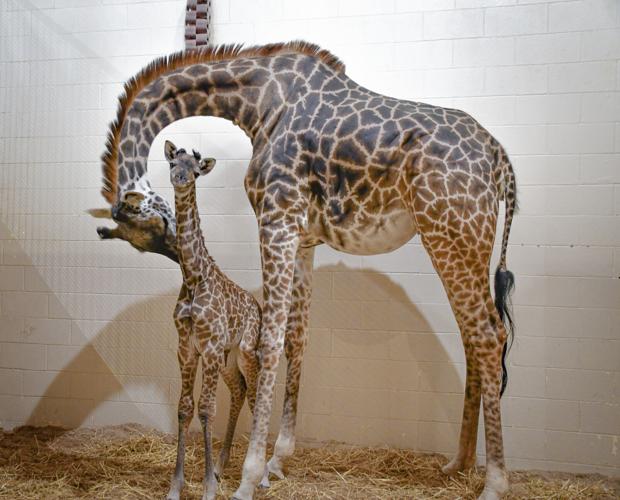 Louisville Zoo baby giraffe 5-5-26