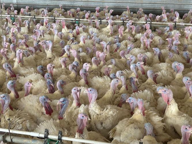 Louisville Slugger turkeys