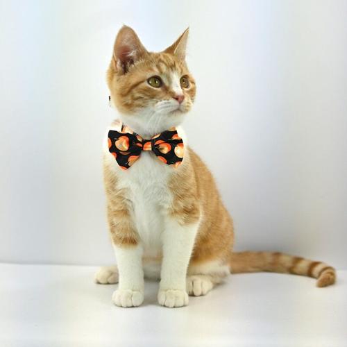 Cat with bow tie
