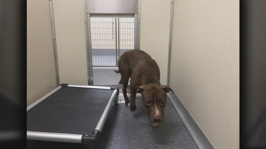 One of the three pit bulls that attacked David Weaver at Shawnee Park