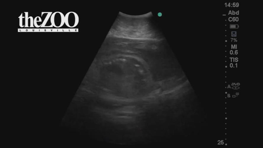 LOUISVILLE ZOO EXPECTING A BABY.jpeg