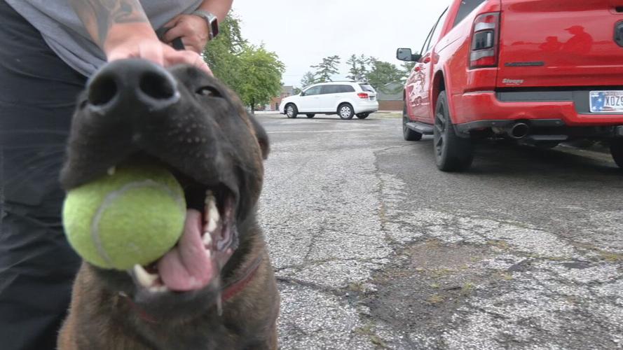 New Clarksville K9 officer (7).jpeg