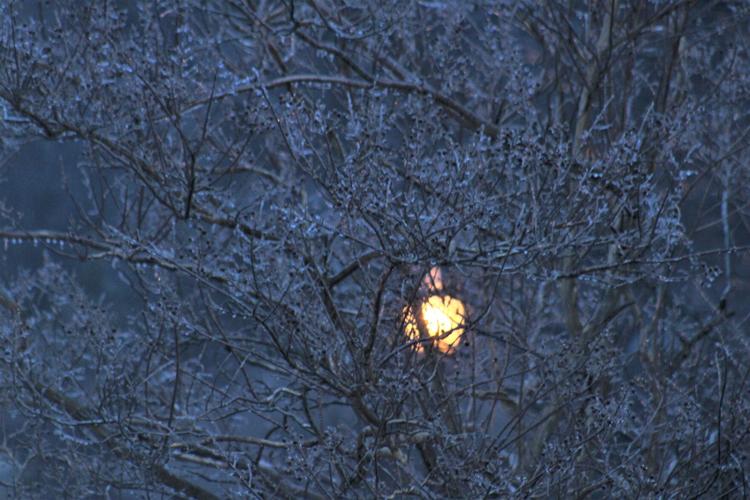 Frozen trees in Valley Station-2-10-21.jpg