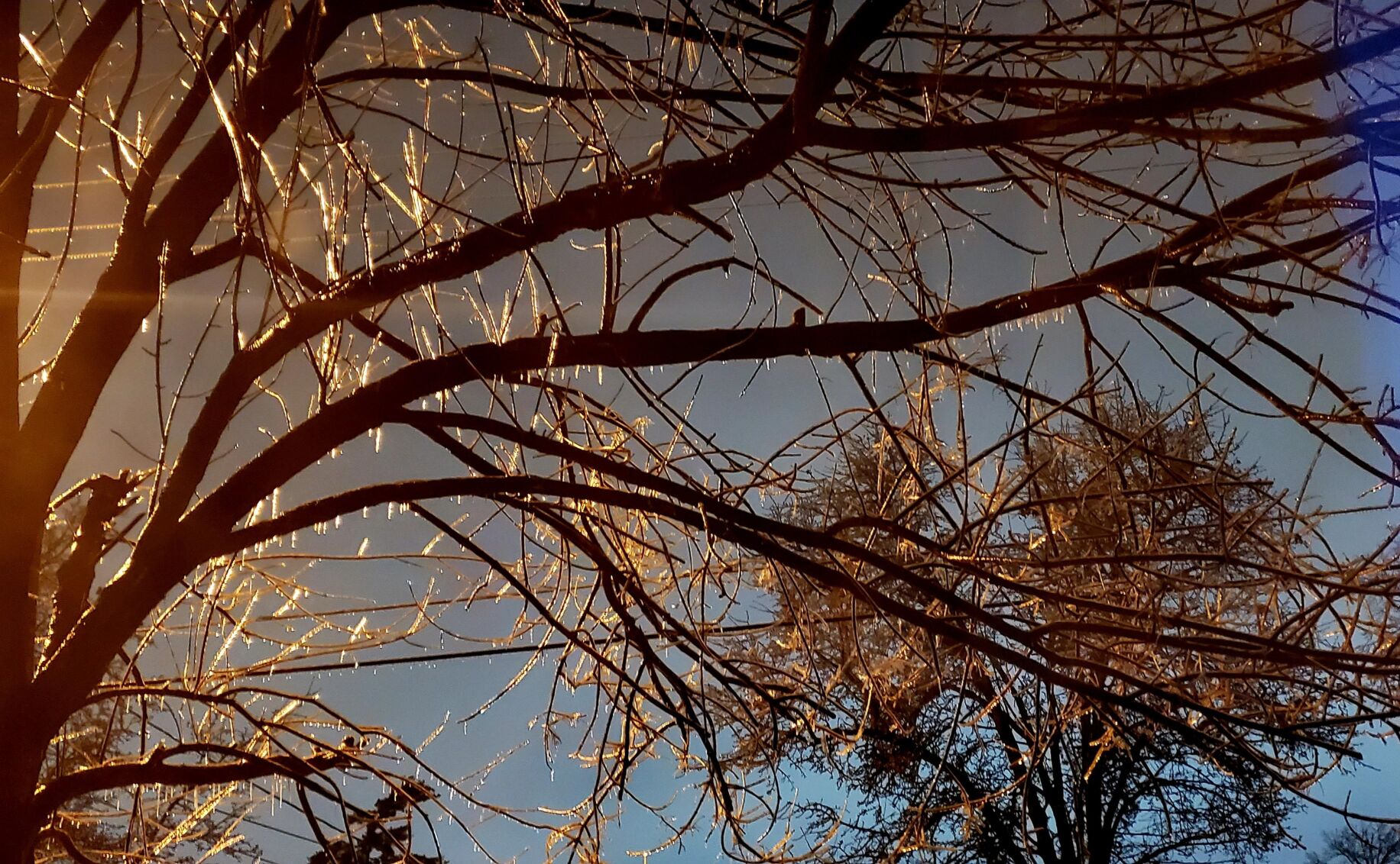 Ice Storm - 2-10-21.jpg