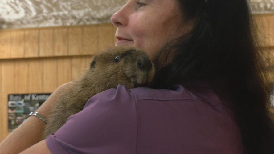 Beaver gender reveal party