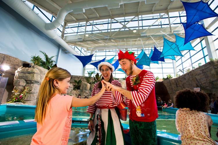 Newport_Aquarium_Stingray_Hideaway-Elves.jpg