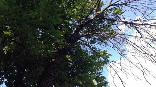 Louisville Trees Threatened By Emerald Ash Borer News Wdrb Com