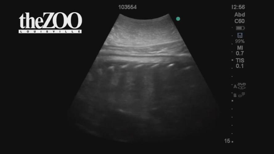 LOUISVILLE ZOO EXPECTING A BABY  (1).jpeg