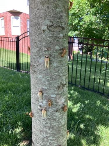 cicada9.jpg