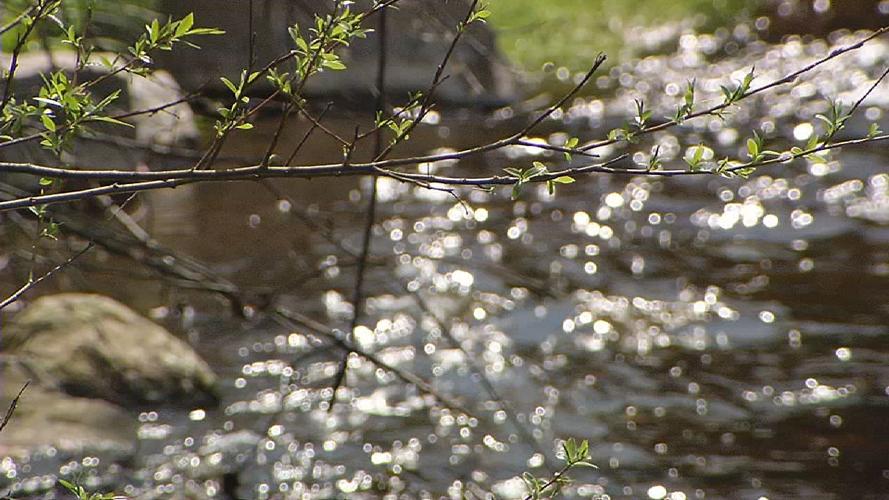SPRING IN KENTUCKIANA (11).jpg