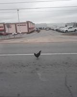 Elizabethtown police apprehend 'very hostile chicken' at local pharmacy