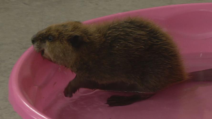 Beaver gender reveal party