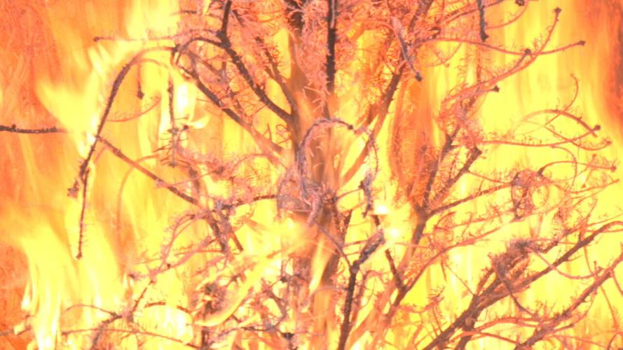 Christmas tree fire safety 2.jpeg