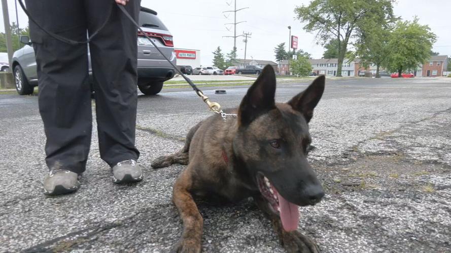 New Clarksville K9 officer (6).jpeg