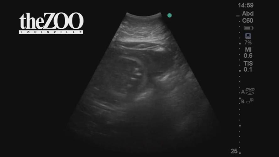 LOUISVILLE ZOO EXPECTING A BABY .jpeg