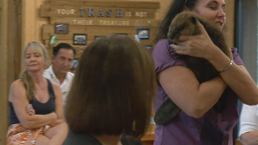 Beaver gender reveal party