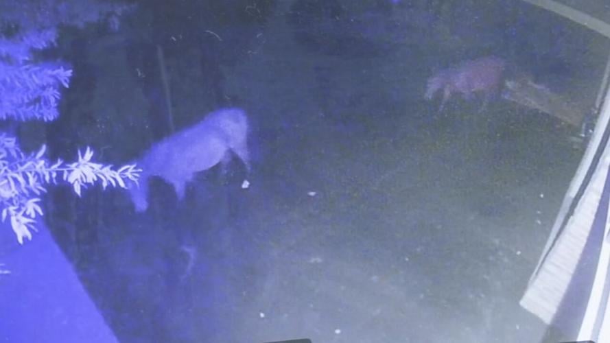 Middletown horse rescue body cam