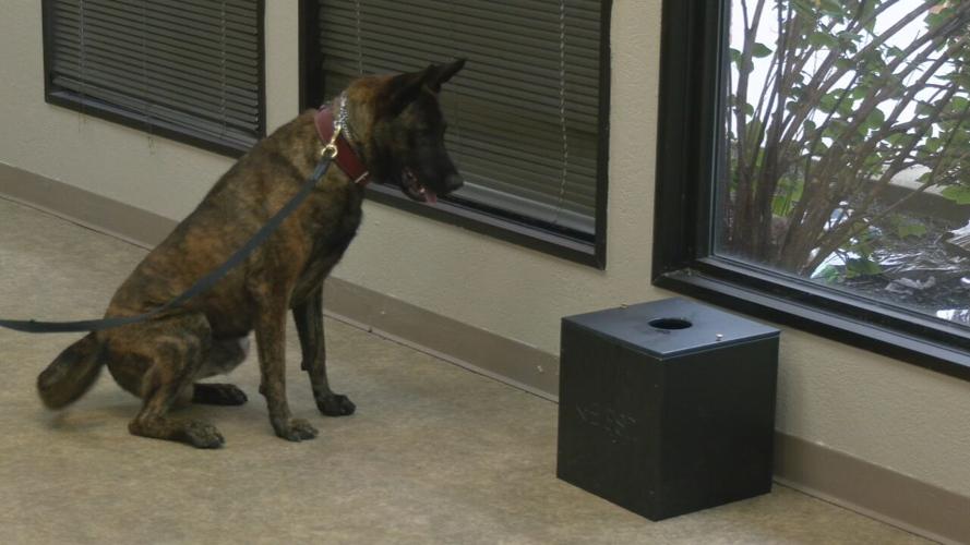 New Clarksville K9 officer (5).jpeg