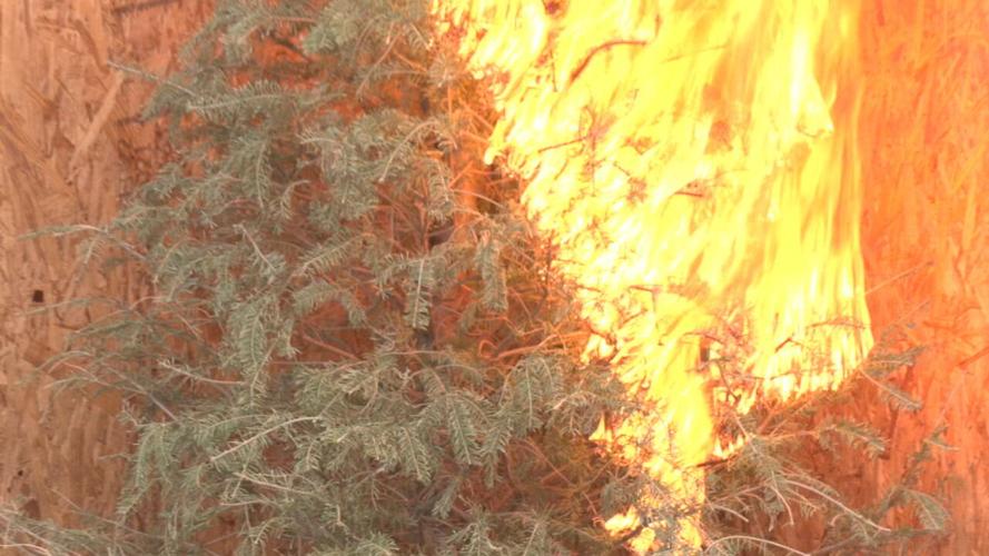 Christmas tree fire safety.jpeg