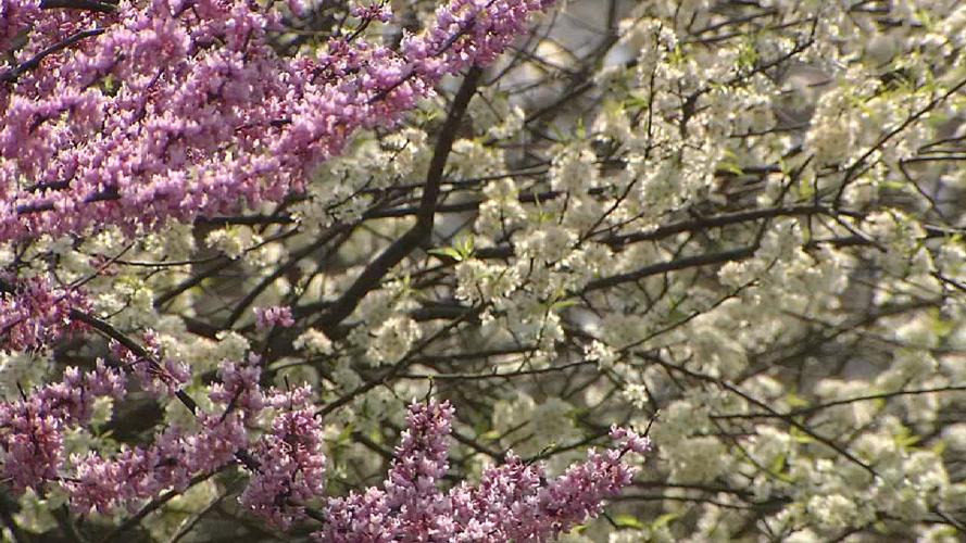SPRING IN KENTUCKIANA (10).jpg