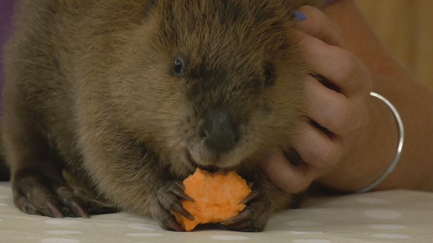 Beaver gender reveal party