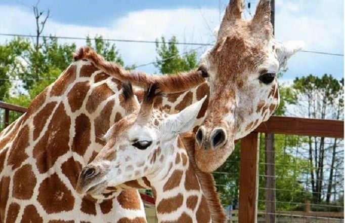 April the Giraffe, made a worldwide celebrity for live-streamed labor, dies  at 20 | News 