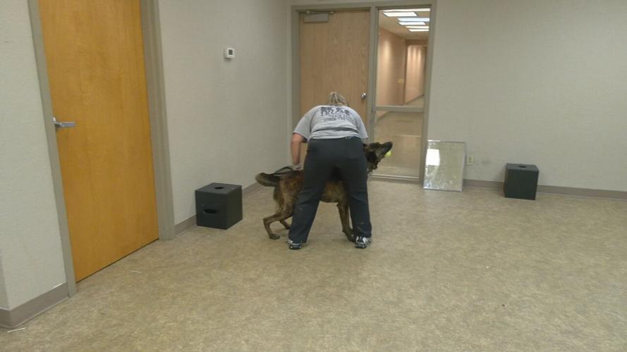 New Clarksville K9 officer (4).jpeg