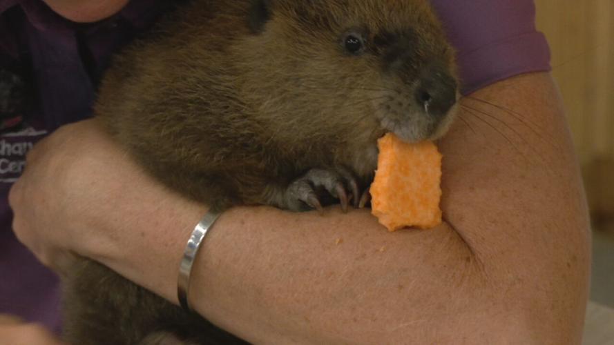 Beaver gender reveal party