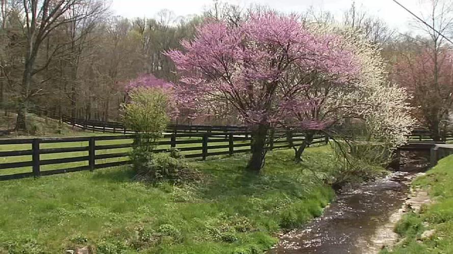 SPRING IN KENTUCKIANA  (2).jpg
