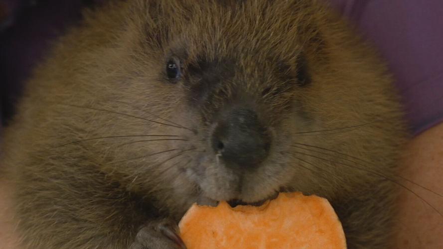 Beaver gender reveal party