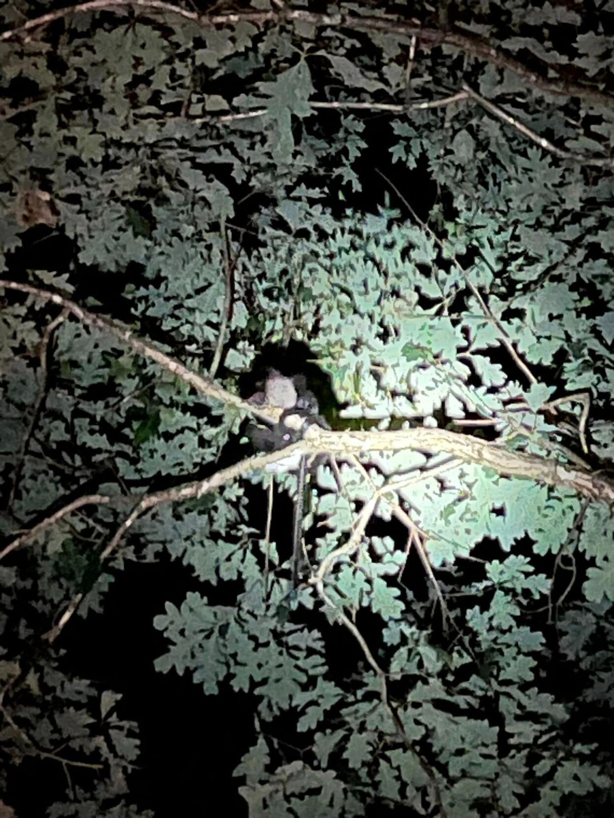 Monkey rescue 2.jpg