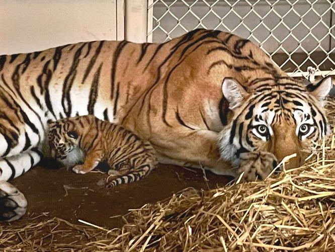Louisville Zoo - Amur tiger cubs