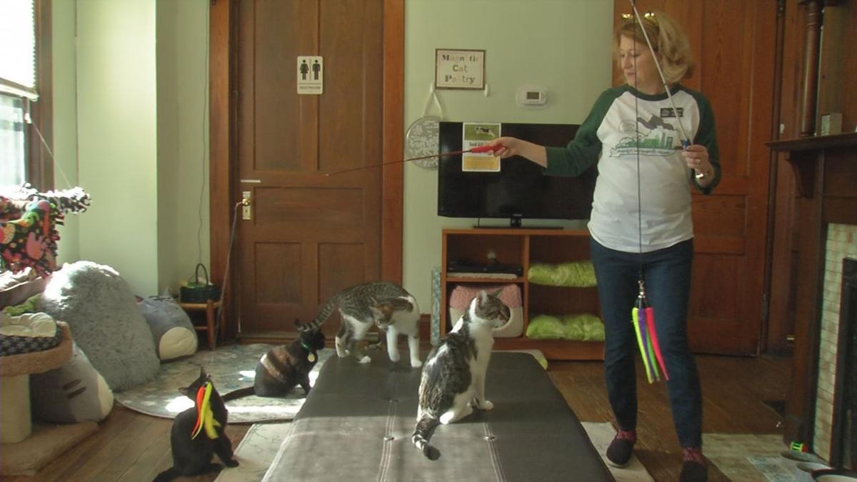 Owner of Lucky Cat Cafe Lounge excited about new Fox Owner of Lucky Cat Cafe Lounge excited about new Fox