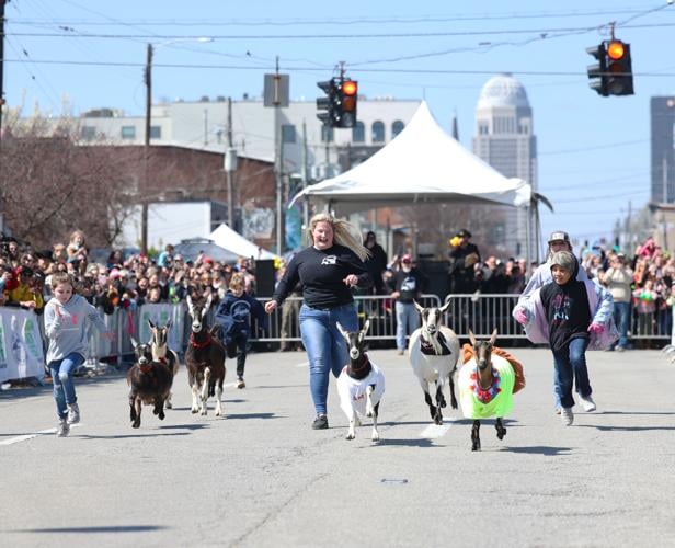 Adult goats race at Bock Fest.JPG