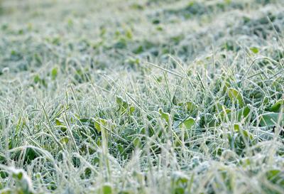 New Frost Advisory Issued for Sunday Morning
